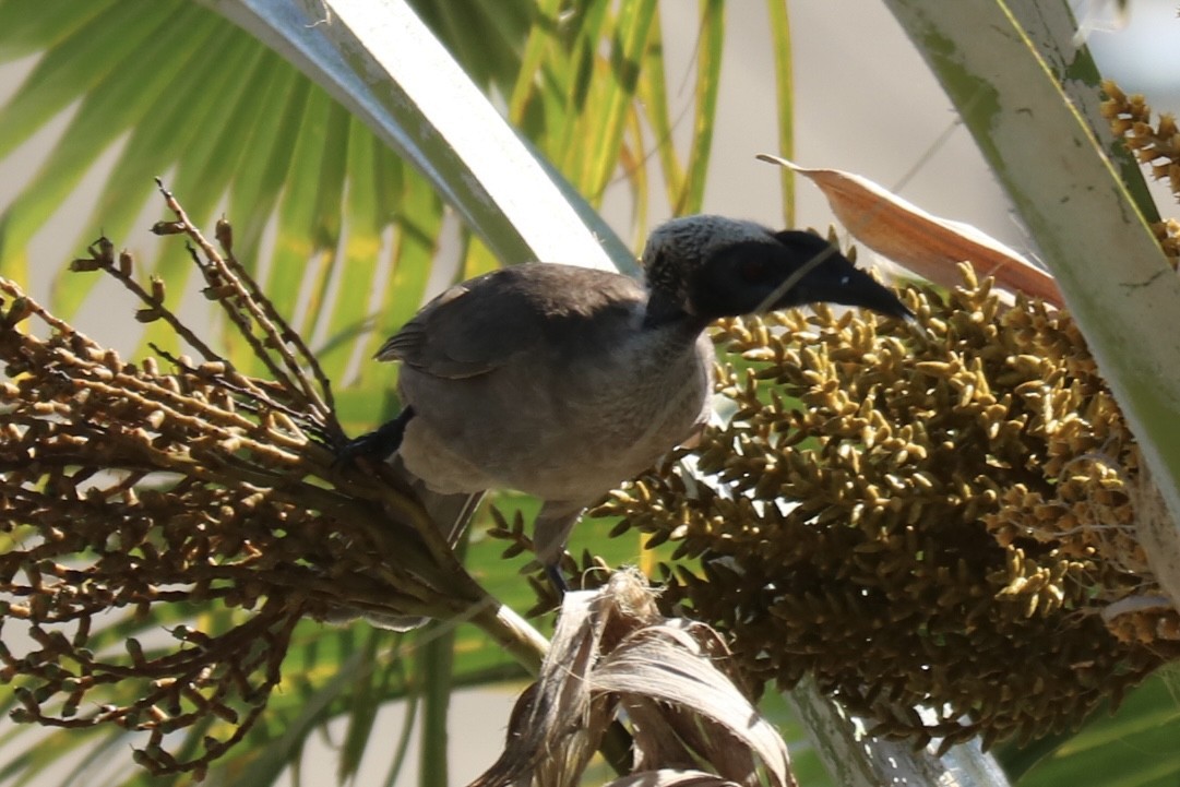Helmeted Friarbird - ML610194958