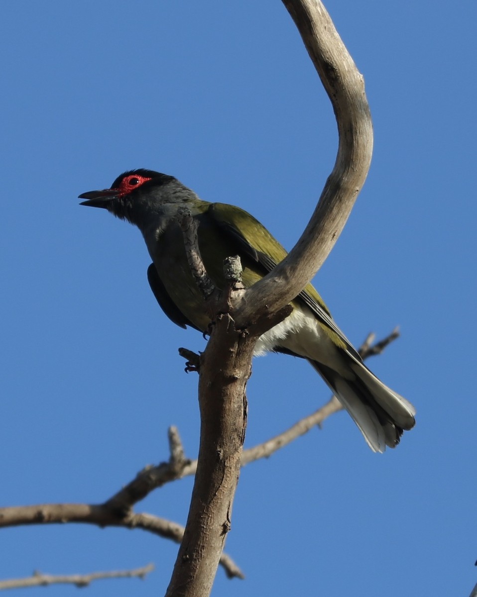 Australasian Figbird - ML610194961