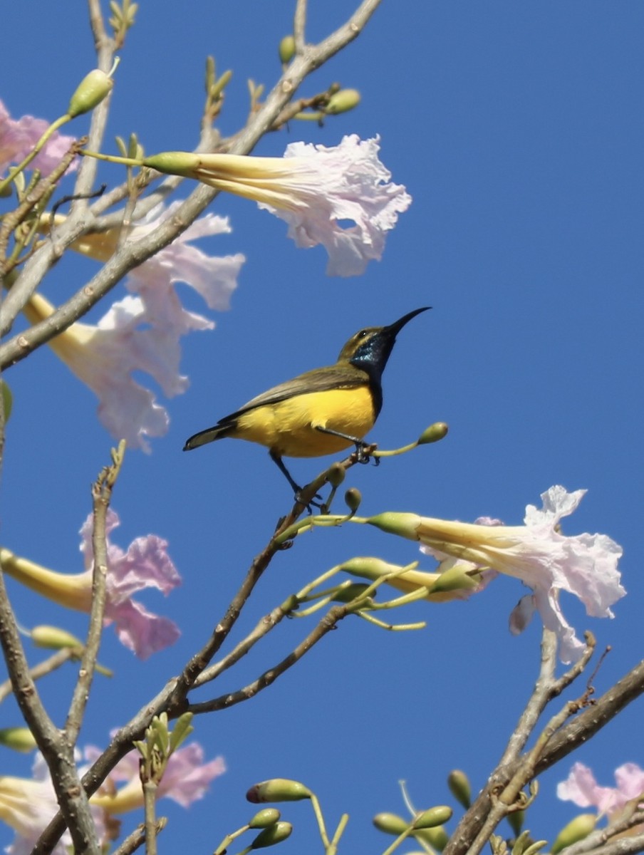 Sahul Sunbird - ML610194962