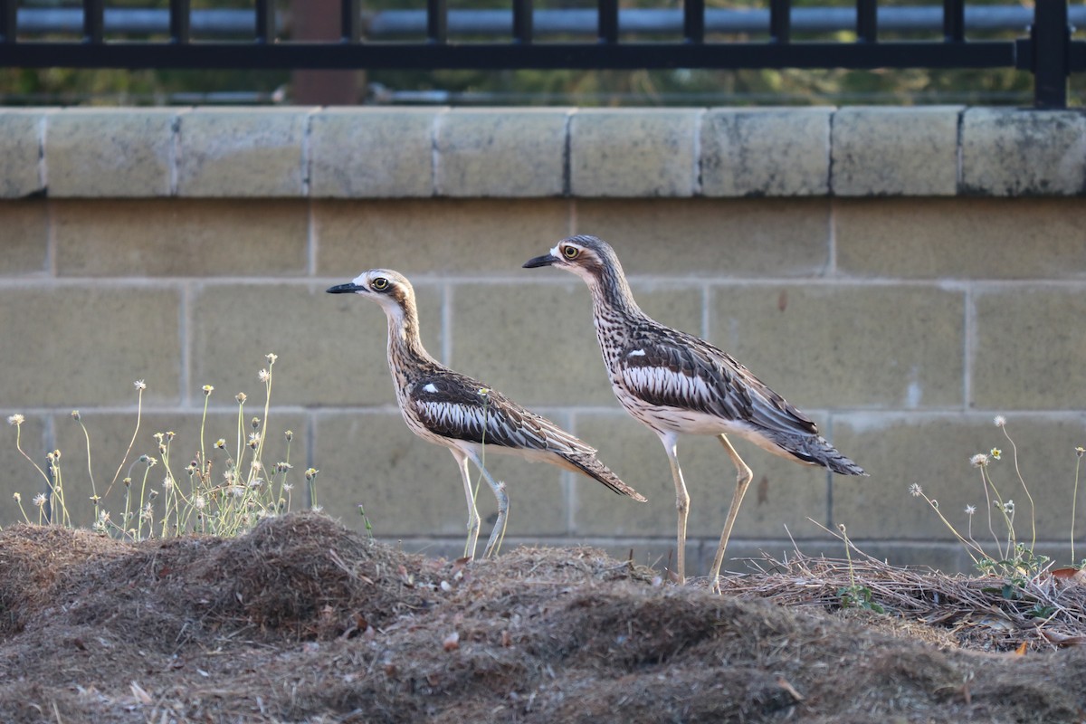 Bush Thick-knee - ML610194964