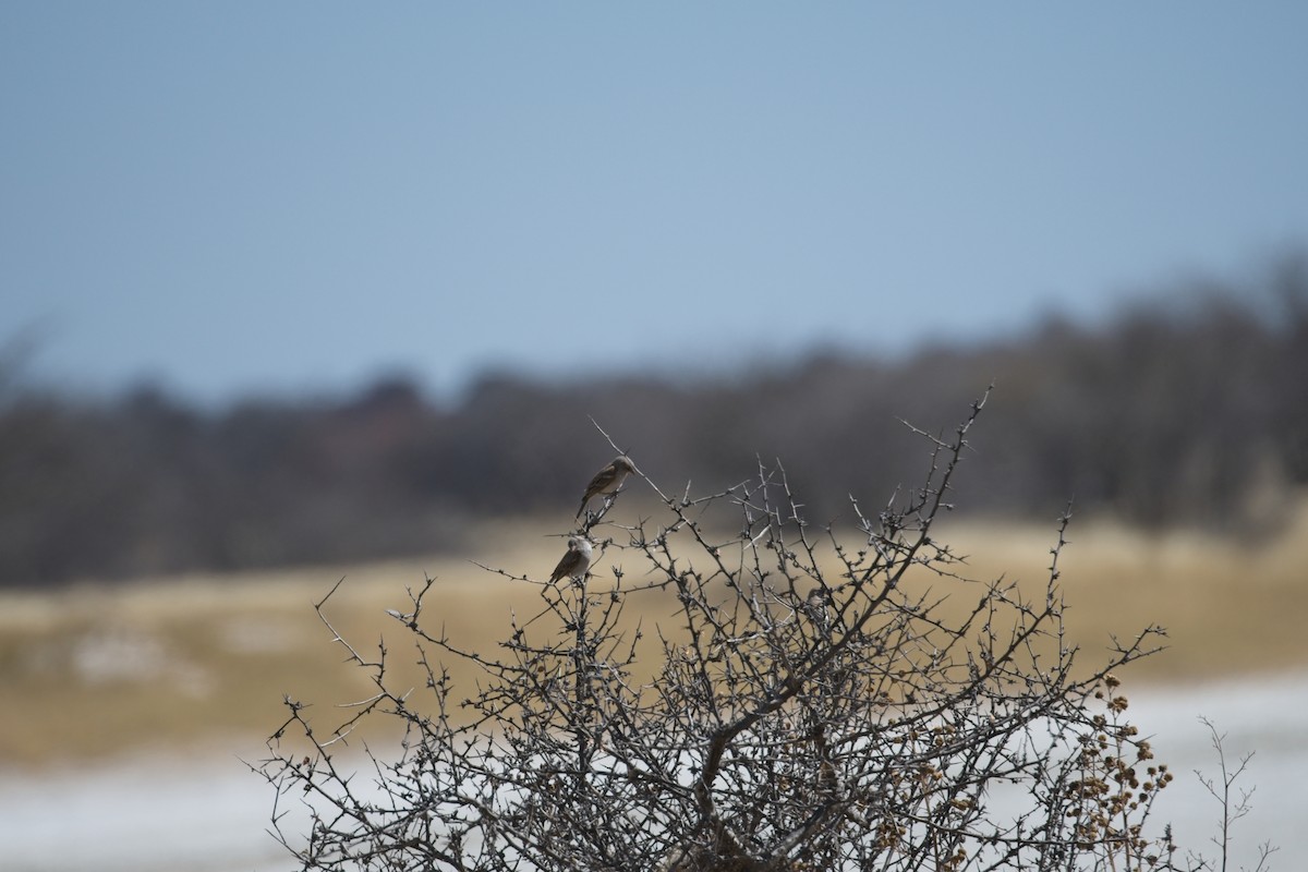 Southern Gray-headed Sparrow - ML610194965