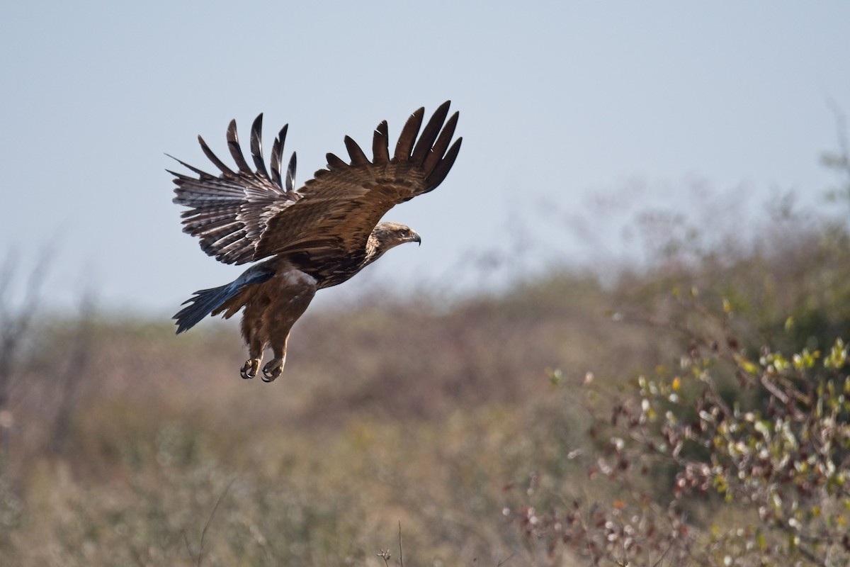 Tawny Eagle - Paul McDonald