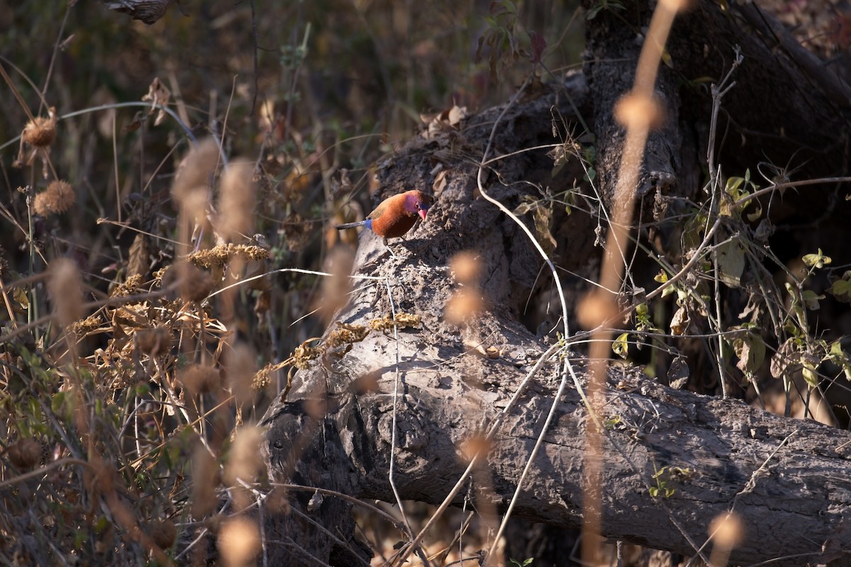 Violet-eared Waxbill - ML610194972