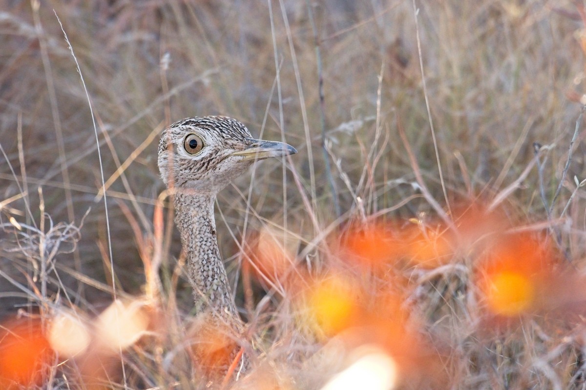 White-quilled Bustard - ML610194981