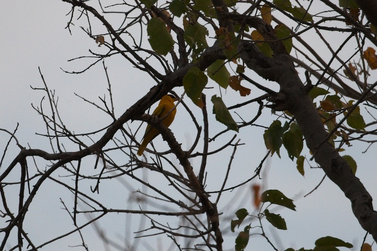 African Golden Oriole - ML610195022