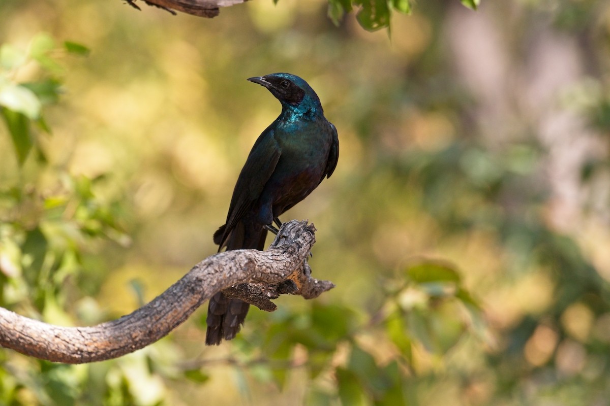 Burchell's Starling - ML610195027