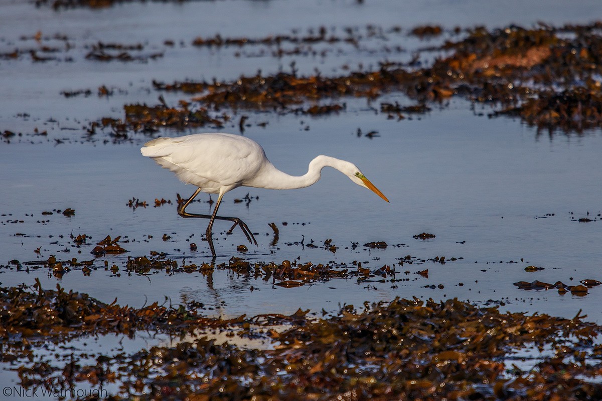 Grande Aigrette - ML610195029