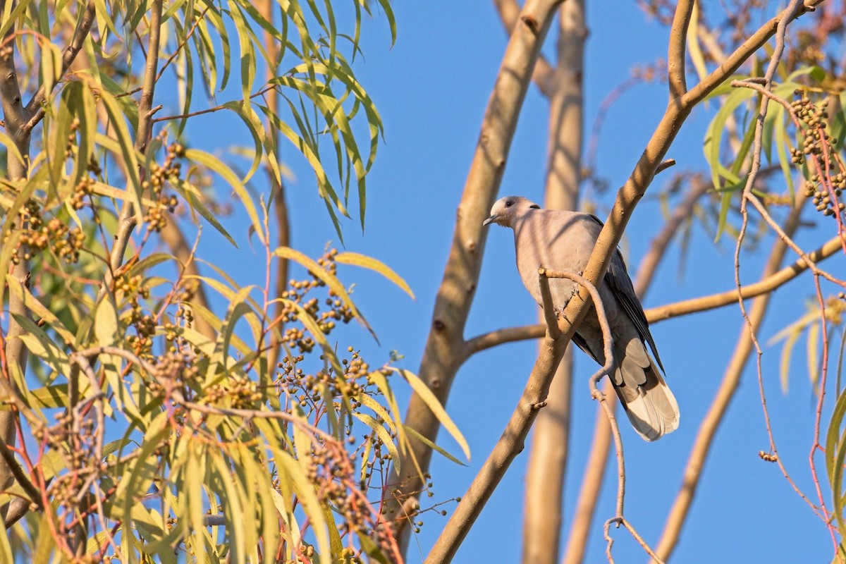 Red-eyed Dove - ML610195032