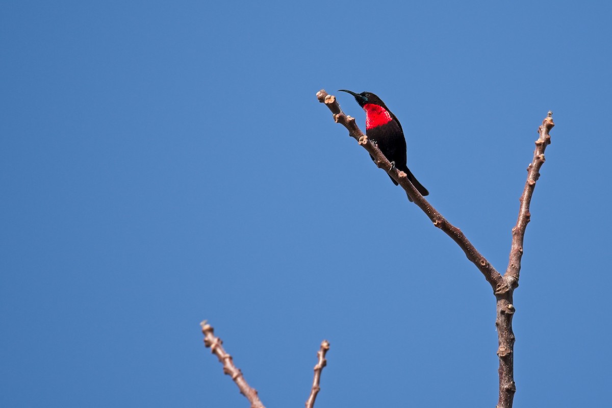 Scarlet-chested Sunbird - ML610195034