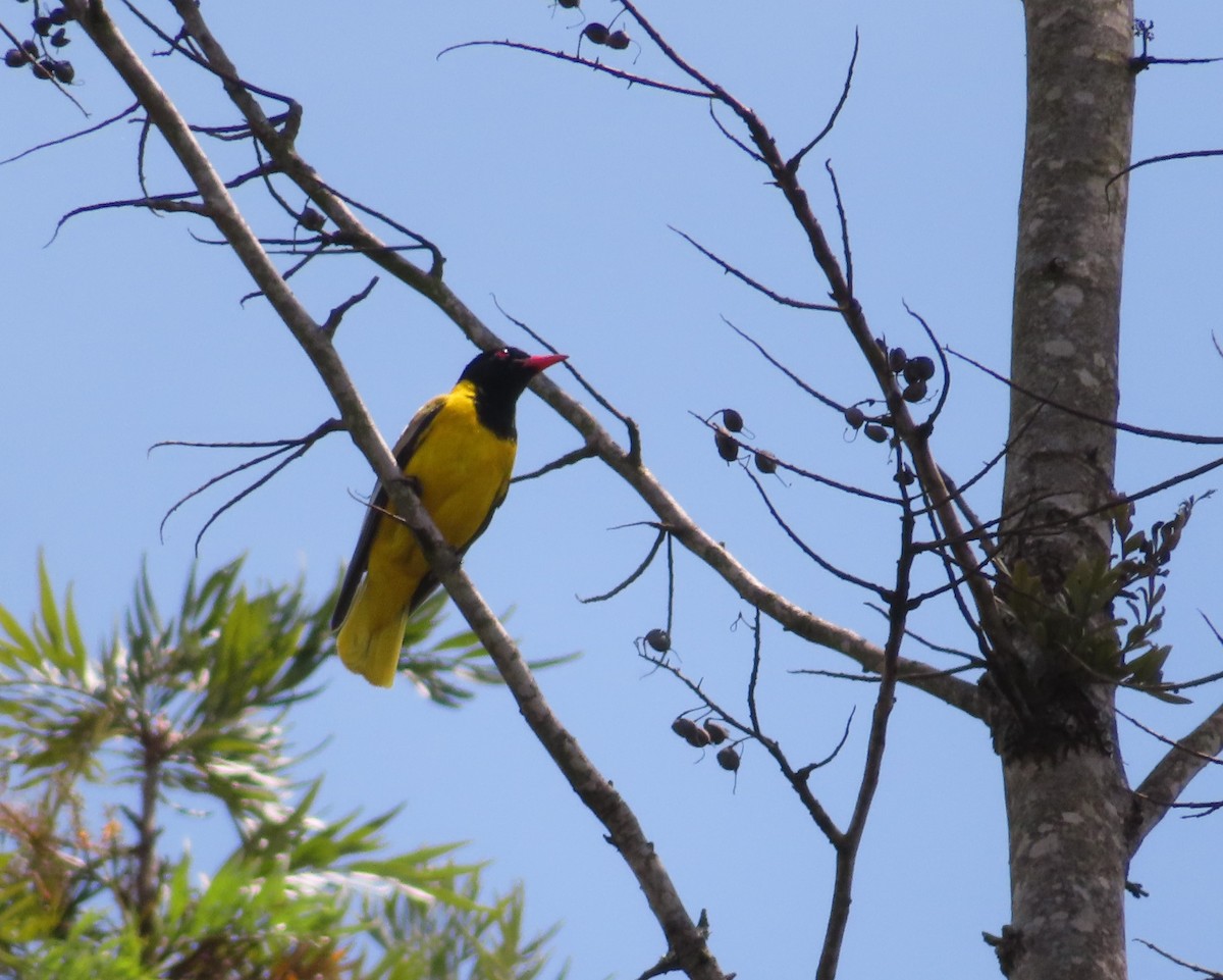 African Black-headed Oriole - Jonathan W. 🕊