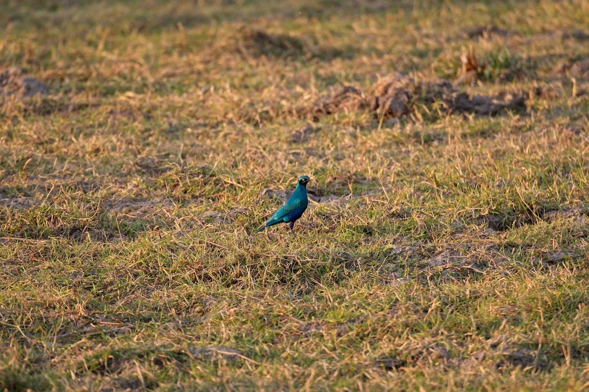 Greater Blue-eared Starling - ML610195062