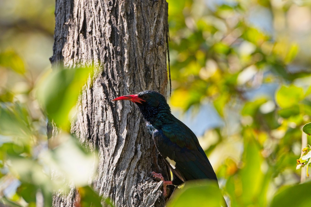 Green Woodhoopoe - ML610195063