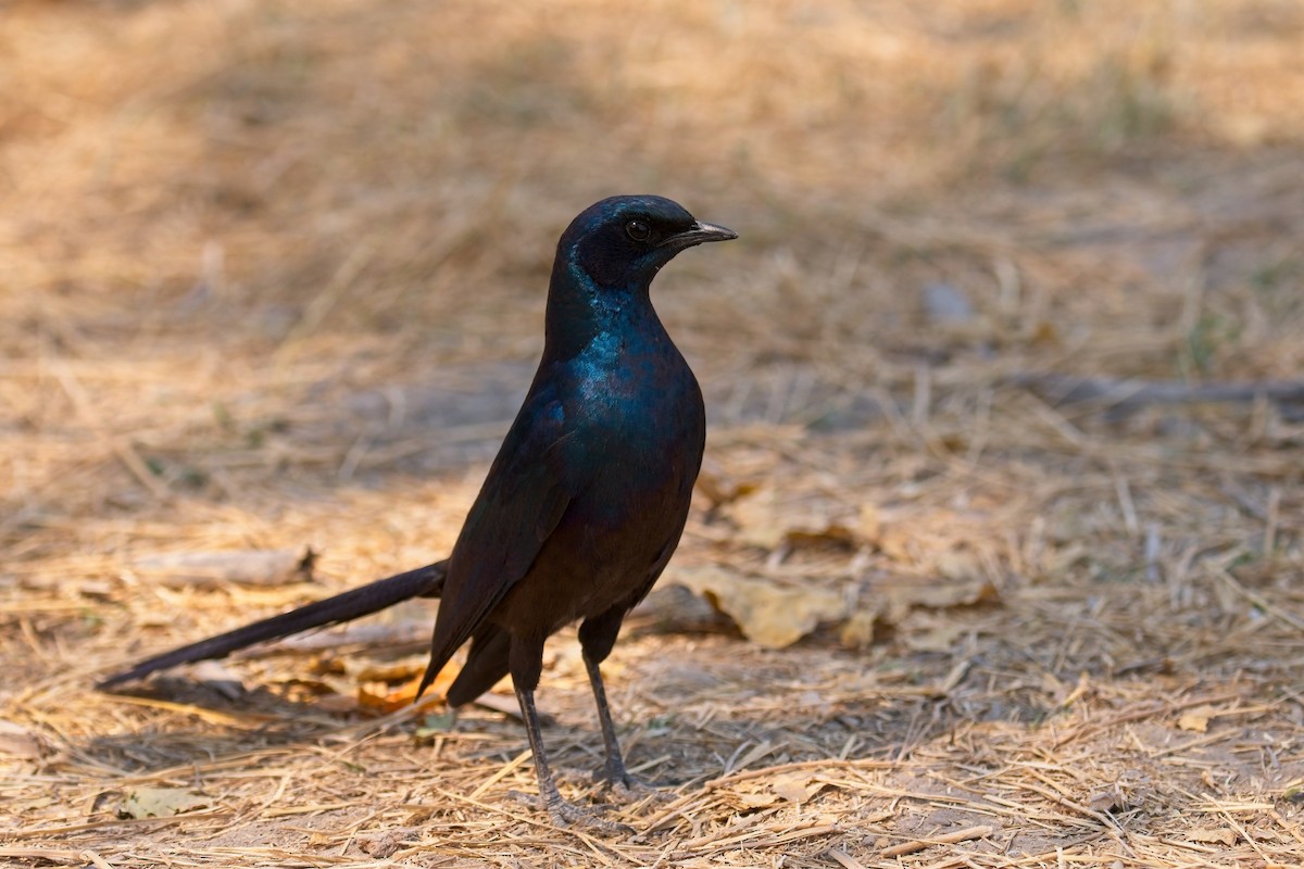 Meves's Starling - ML610195067