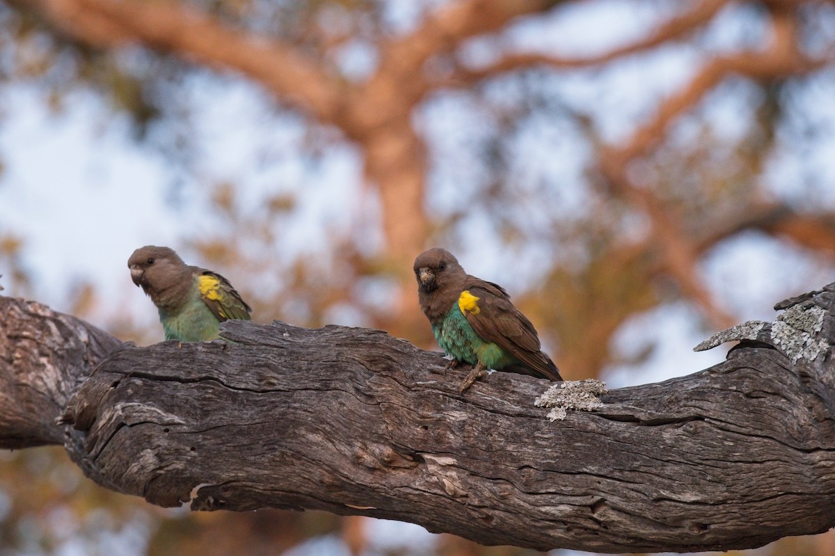 Meyer's Parrot - ML610195068