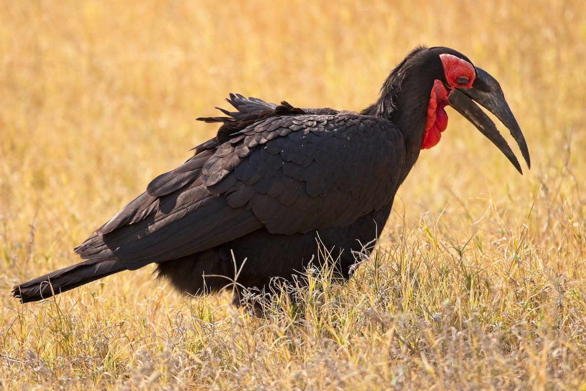 Southern Ground-Hornbill - Paul McDonald