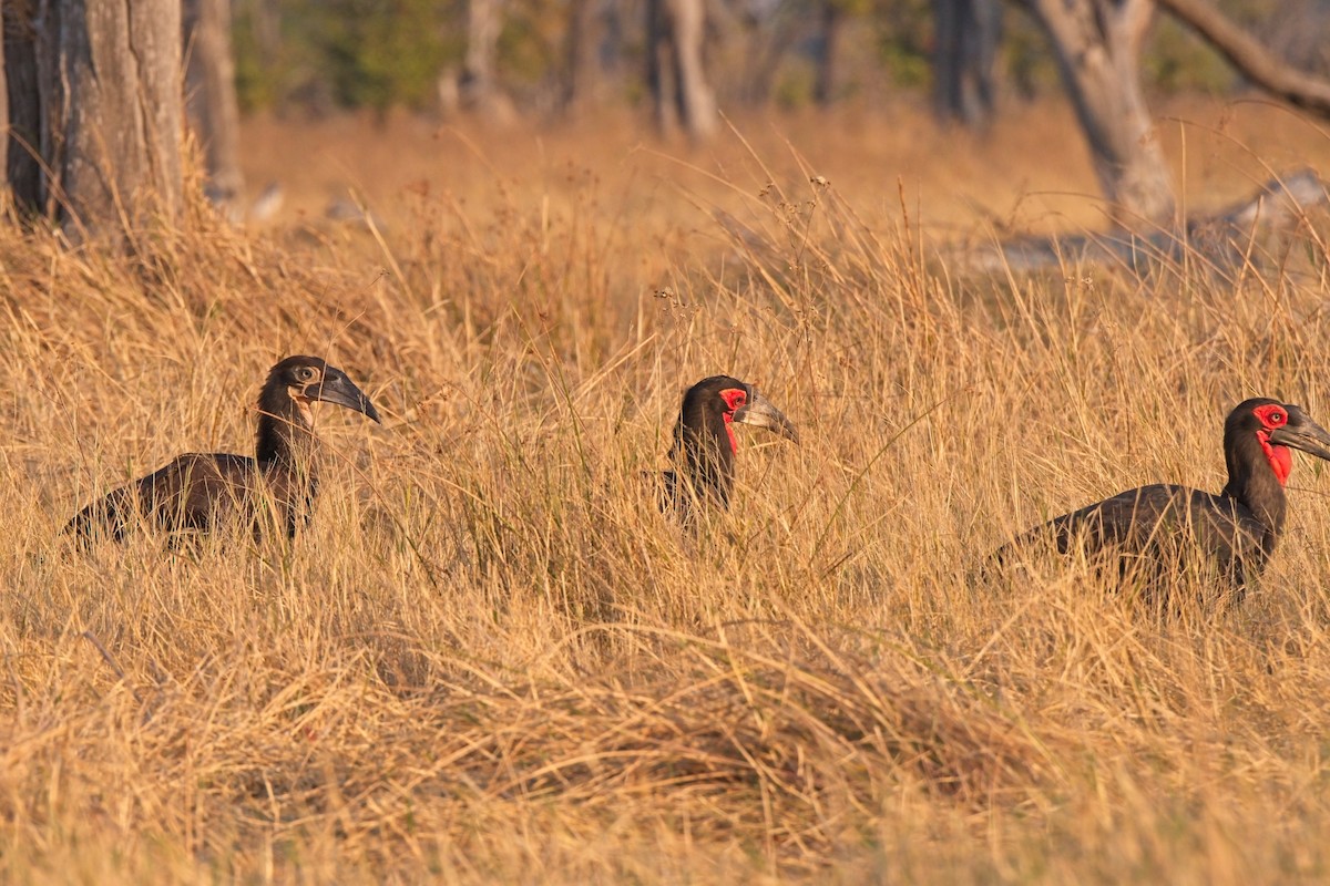 Southern Ground-Hornbill - ML610195073