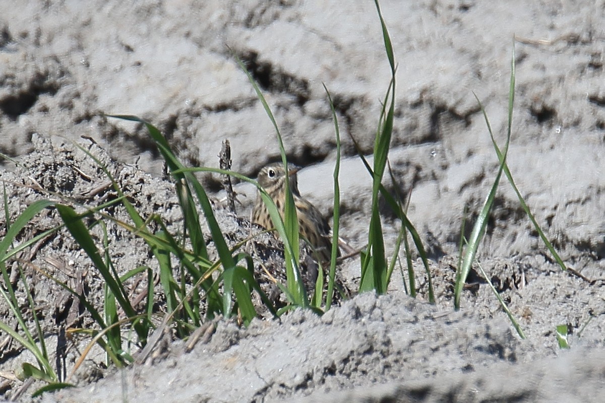 Meadow Pipit - Mattia Prella