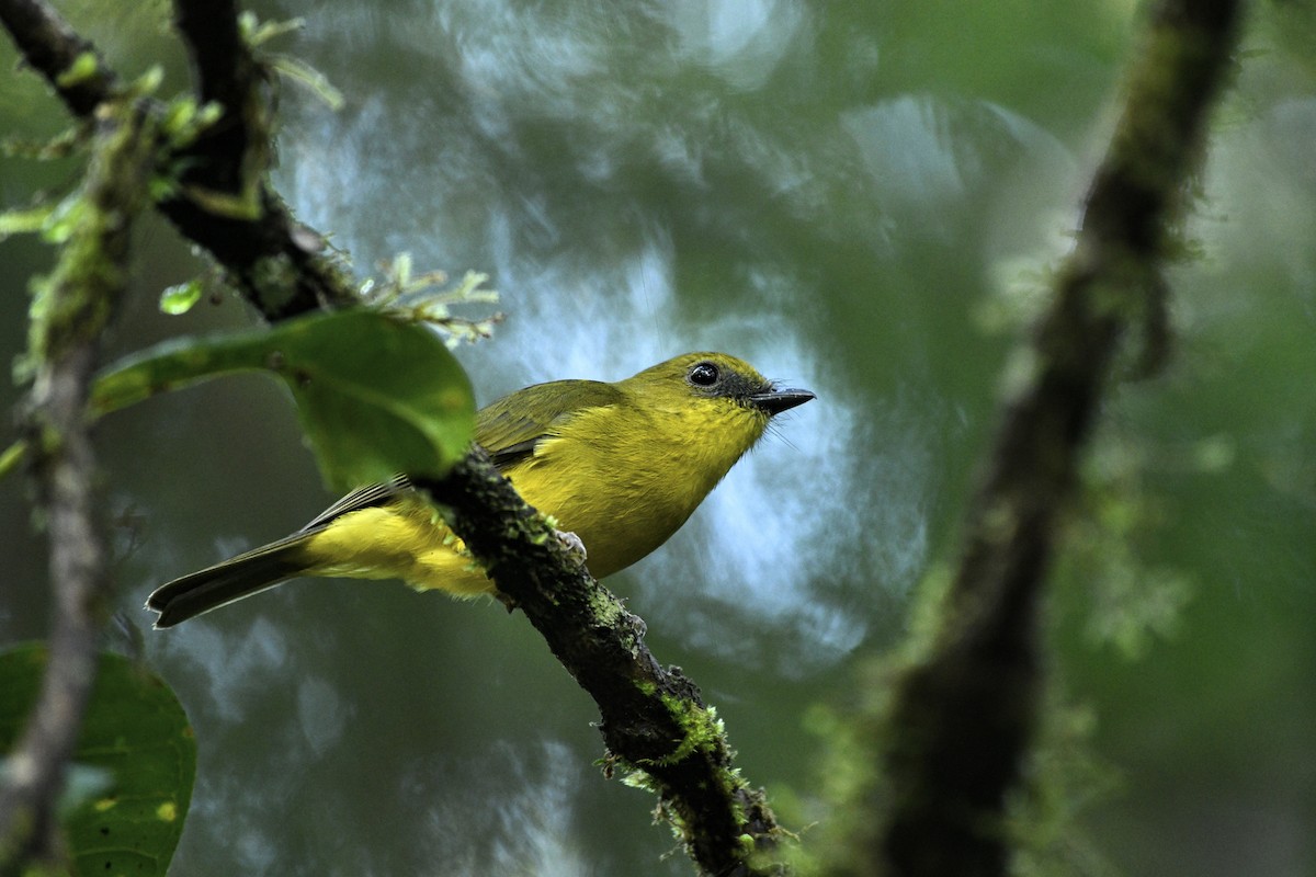 Bornean Whistler - Chris Courtaux