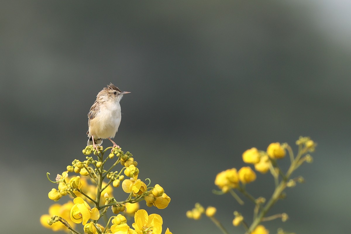 Zitting Cisticola - Rahul  Singh