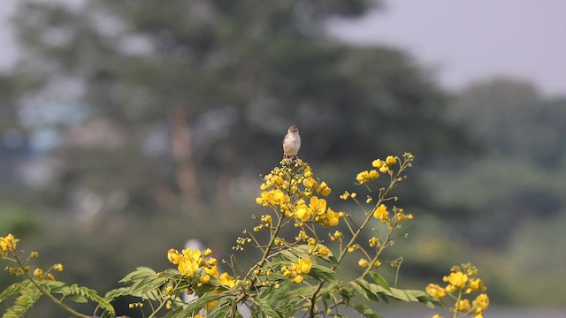 Zitting Cisticola - ML610195204