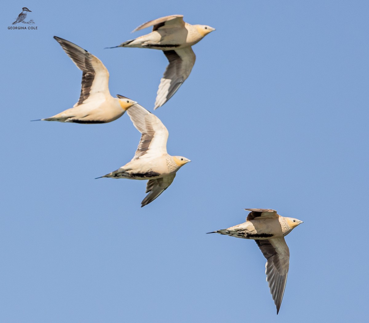 Spotted Sandgrouse - ML610195249