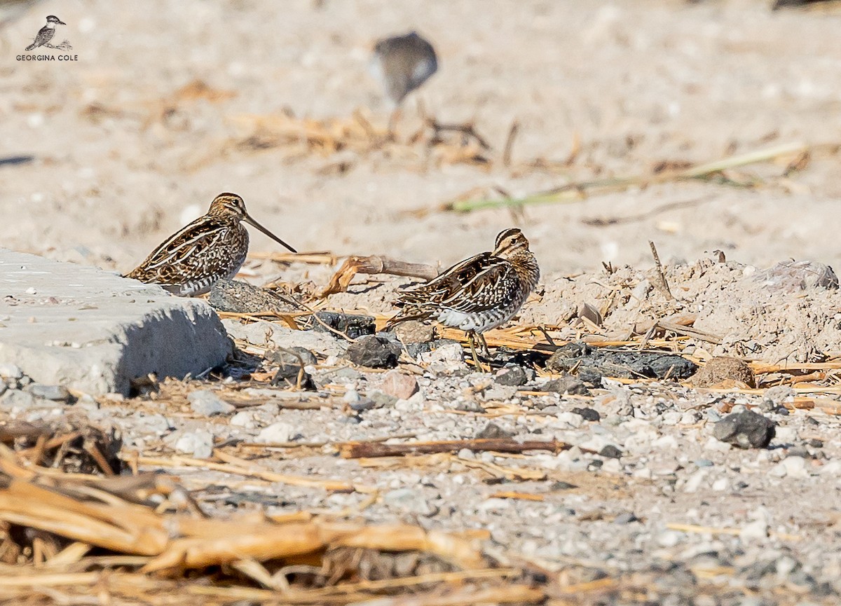 Common Snipe - ML610195259