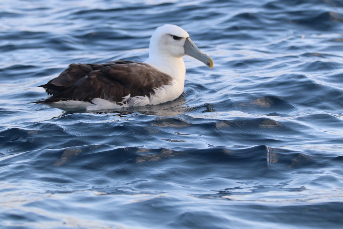 White-capped Albatross - Jon Coleman