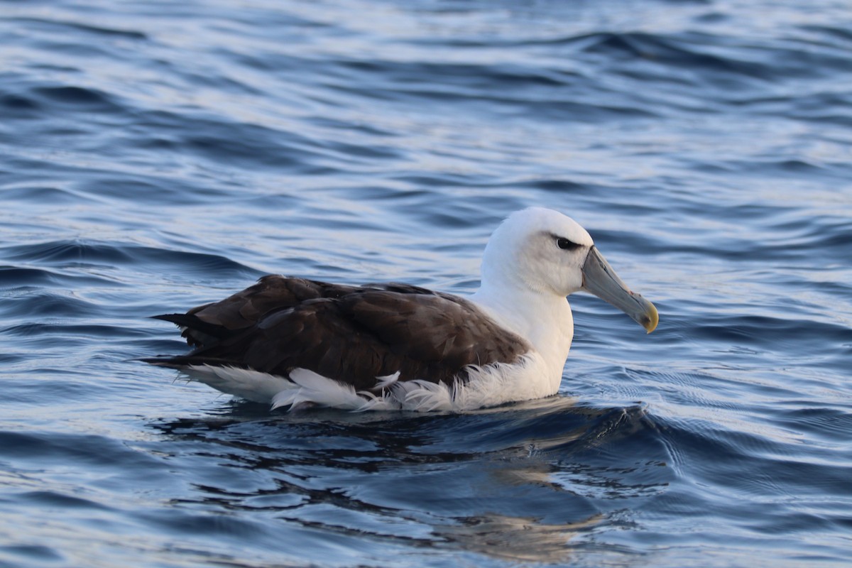 White-capped Albatross - Jon Coleman