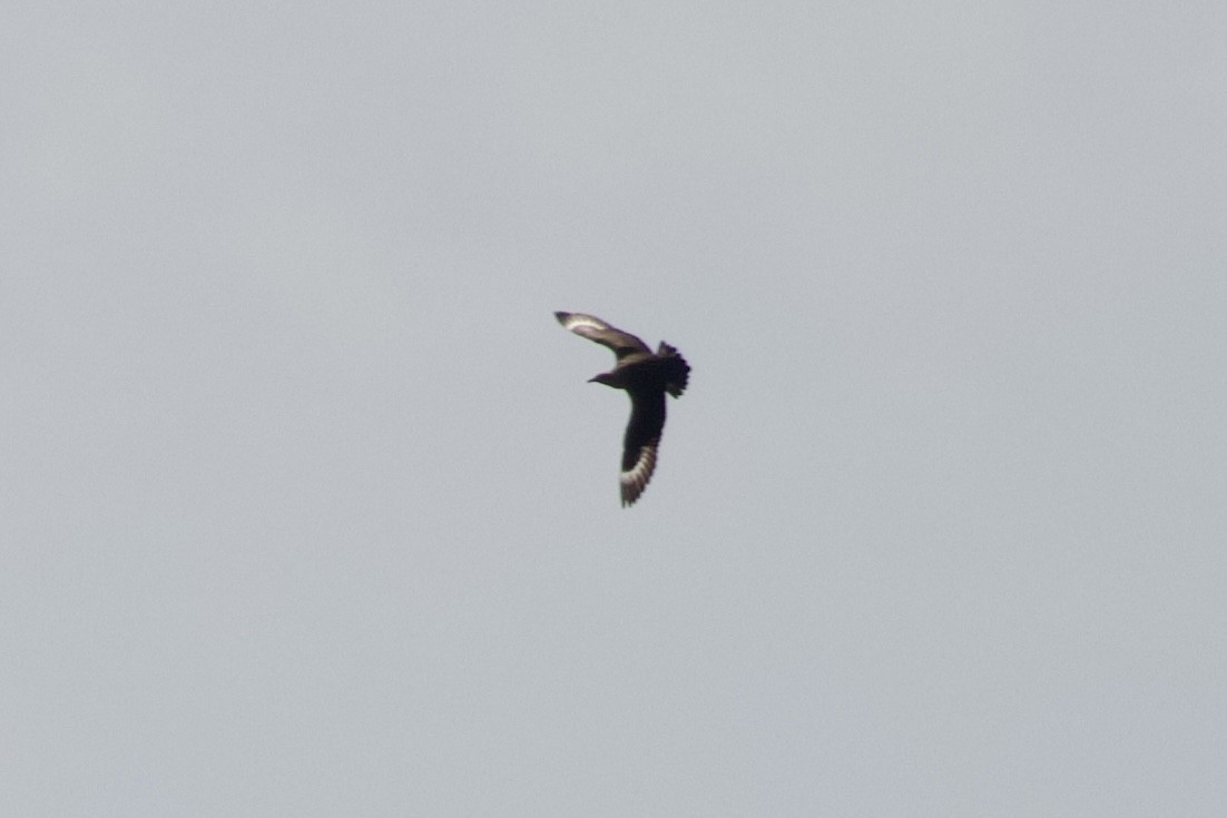 South Polar Skua - ML610195309