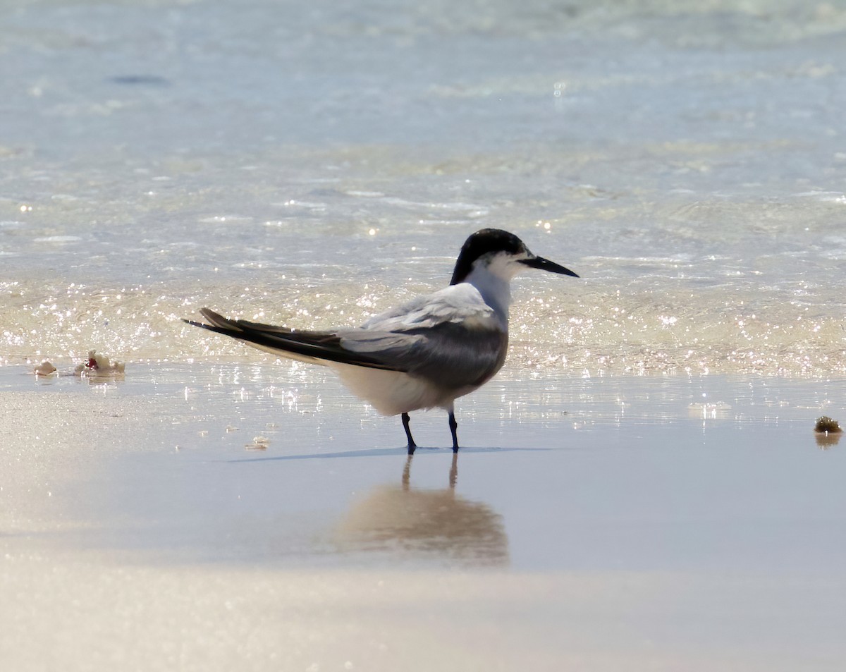 Roseate Tern - ML610195451