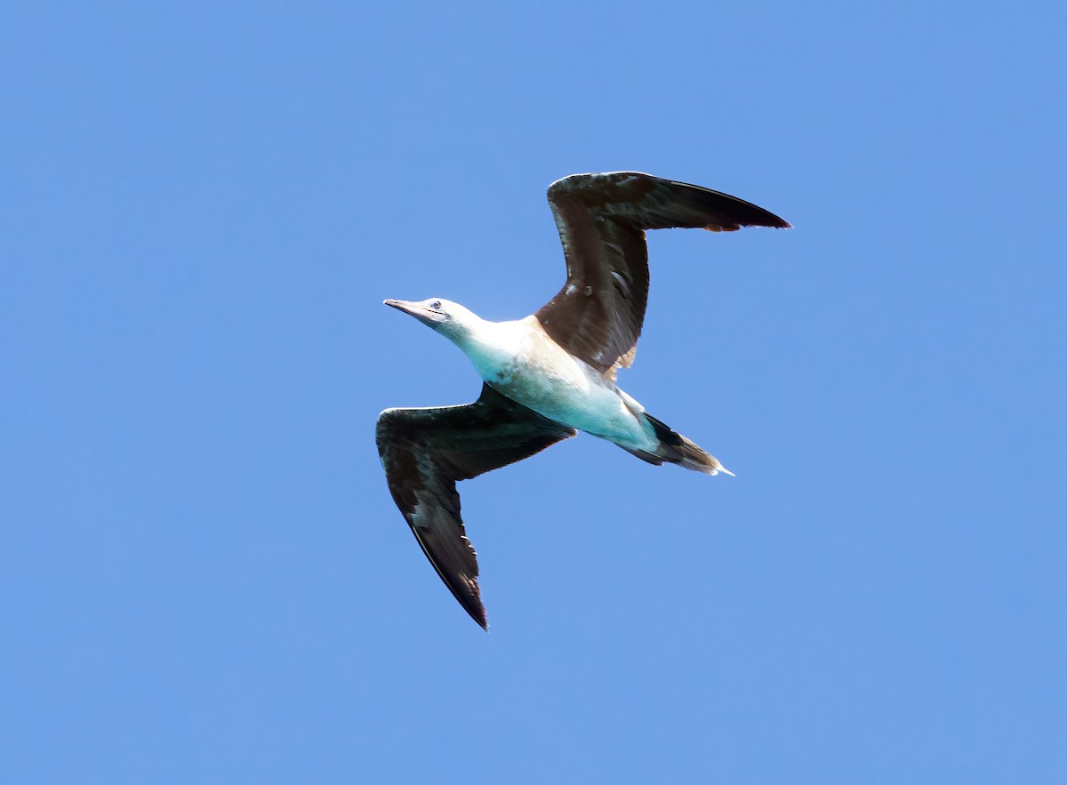 Red-footed Booby - ML610195463