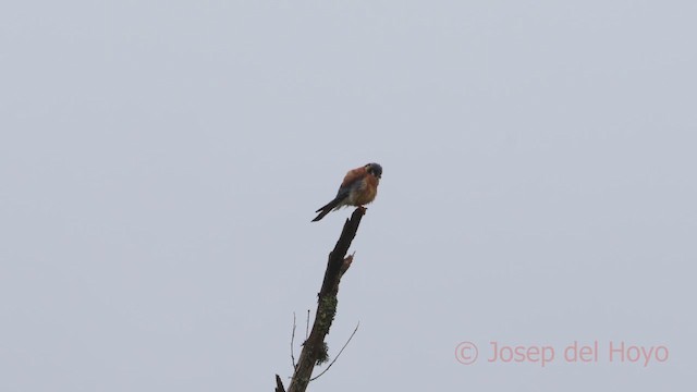 American Kestrel (South American) - ML610195499