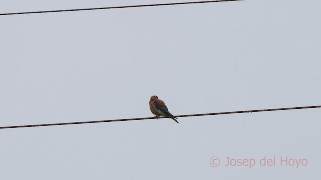 American Kestrel (South American) - ML610195503