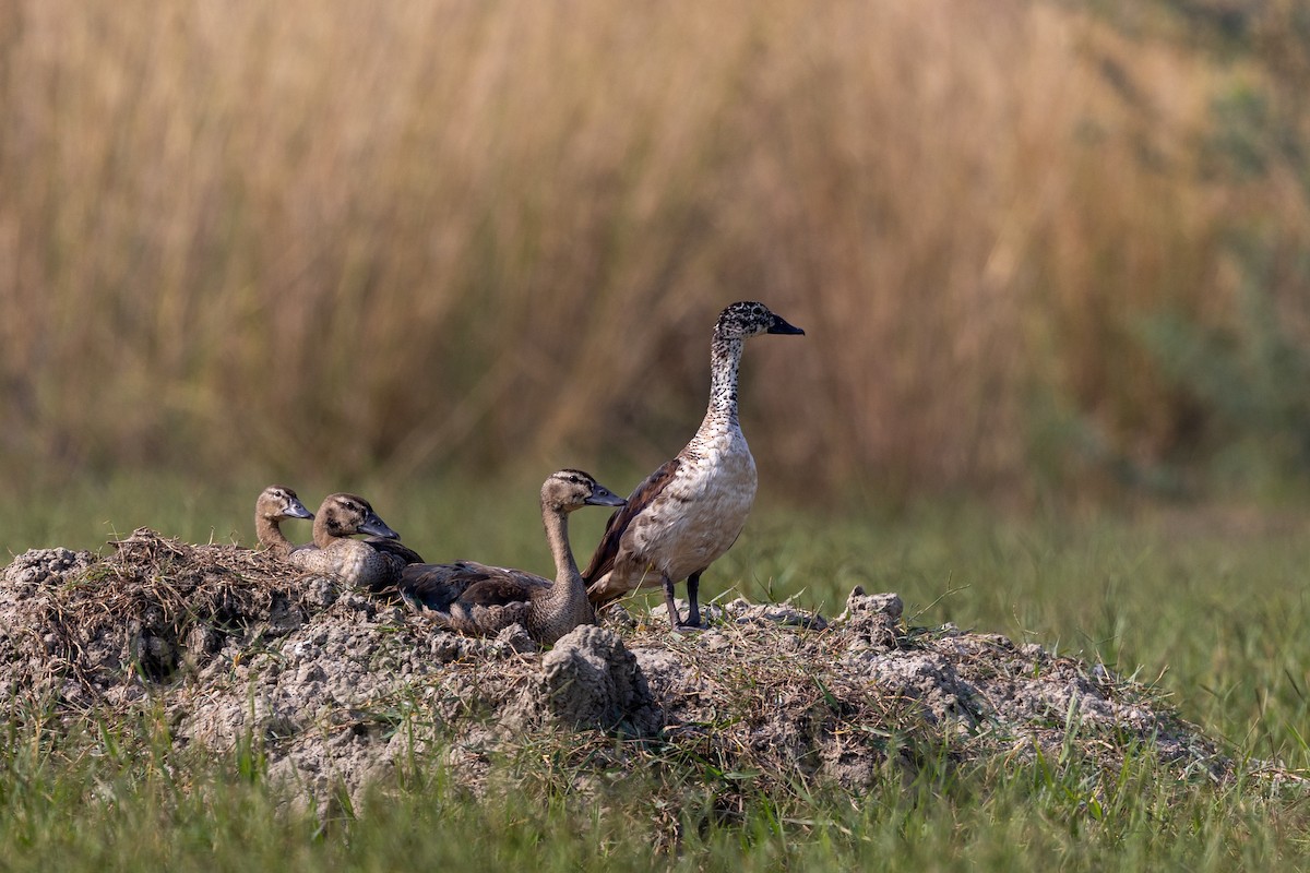 Knob-billed Duck - ML610195612