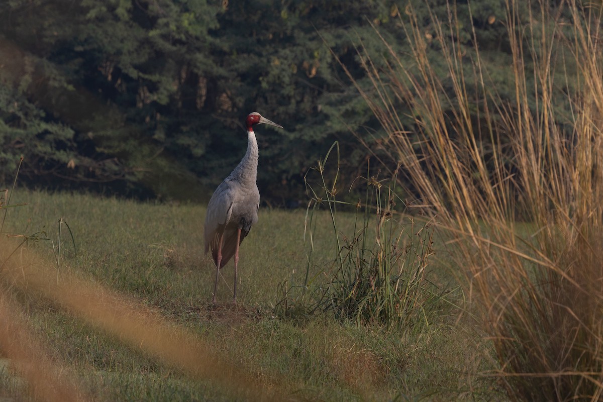 Sarus Crane - ML610195618