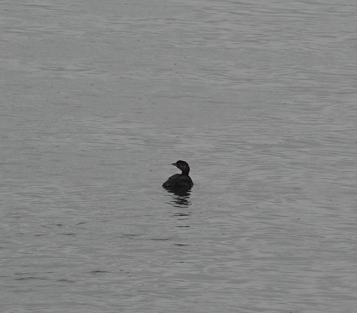 Pied-billed Grebe - ML610195681