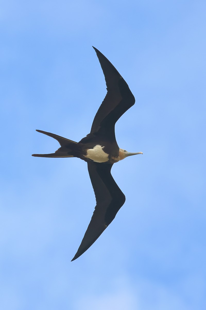 Great Frigatebird - ML610195698