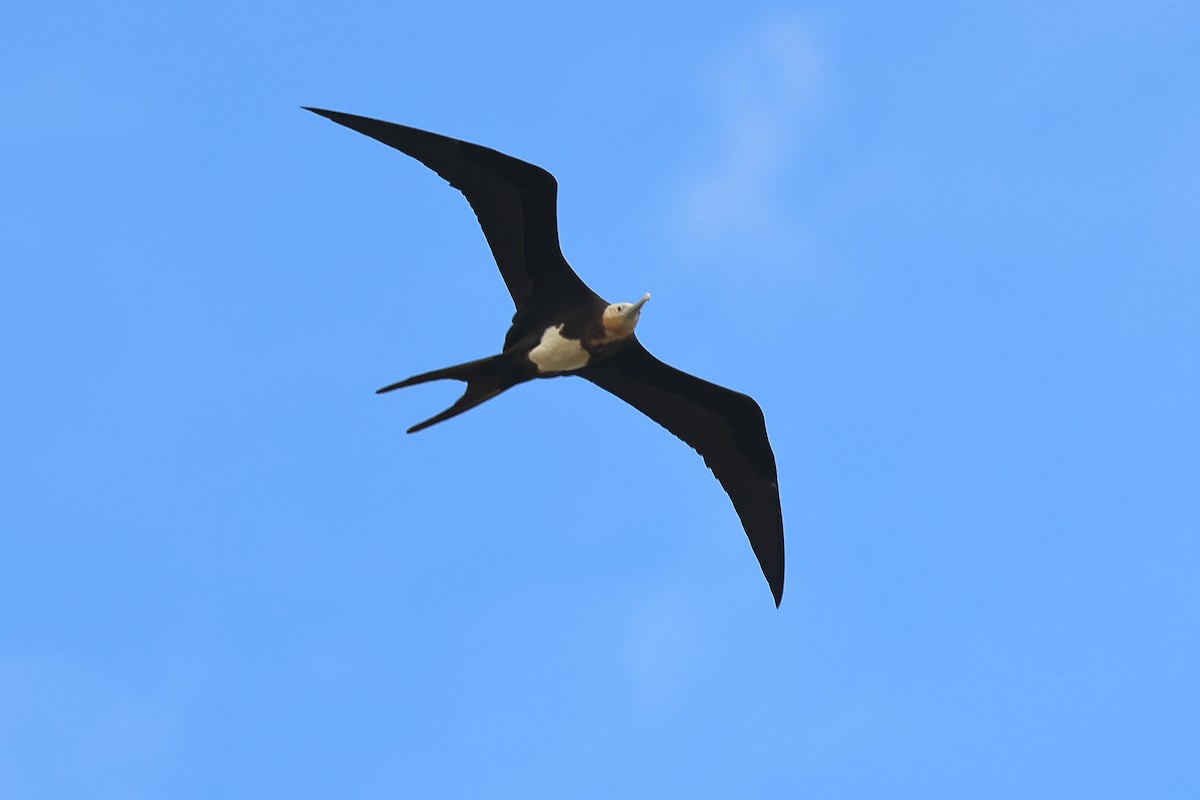 Great Frigatebird - ML610195702