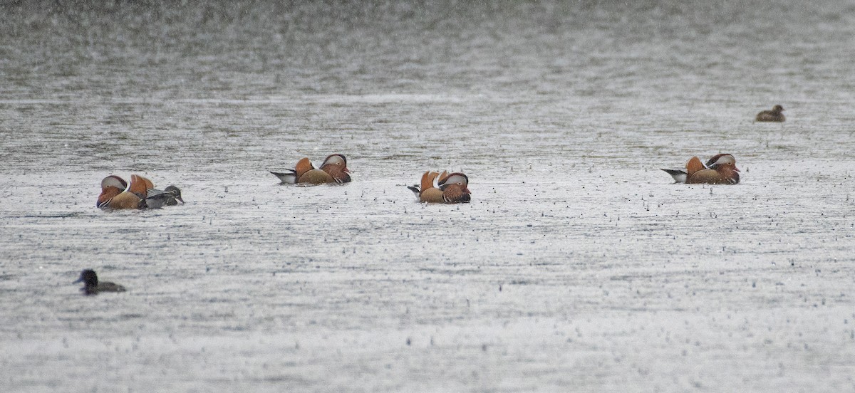 Mandarin Duck - ML610195810