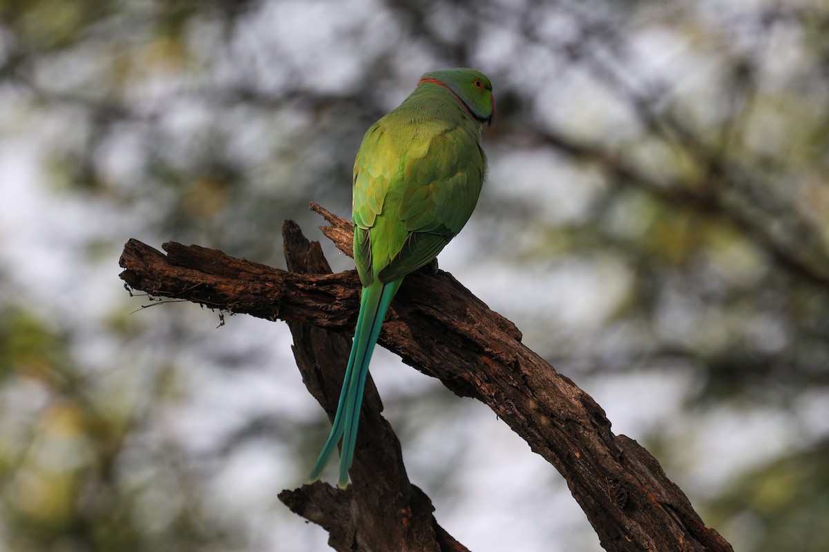 Rose-ringed Parakeet - Virendra Goswami