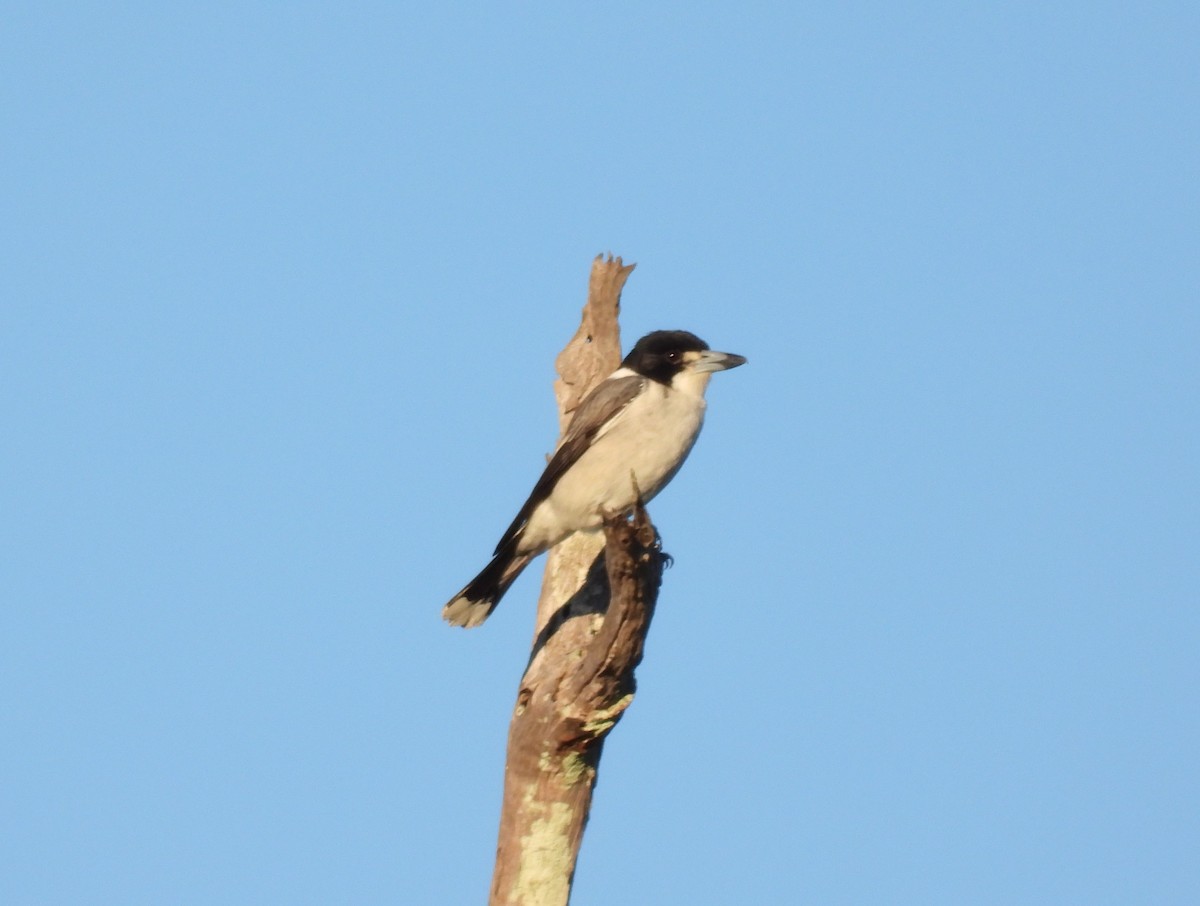 Gray Butcherbird - ML610195962