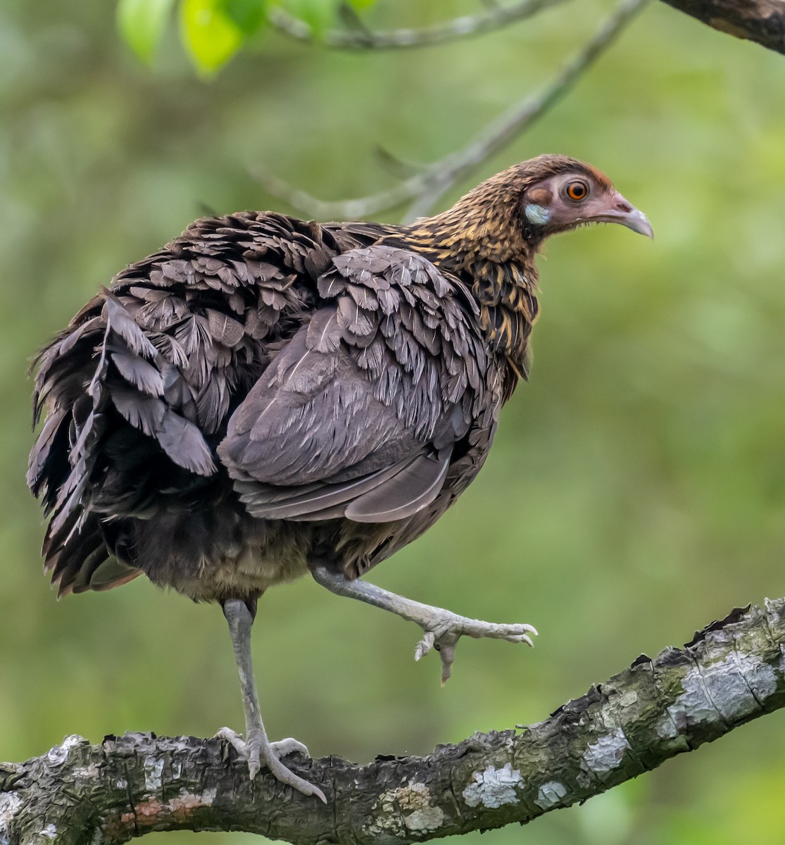 Red Junglefowl - ML610195966