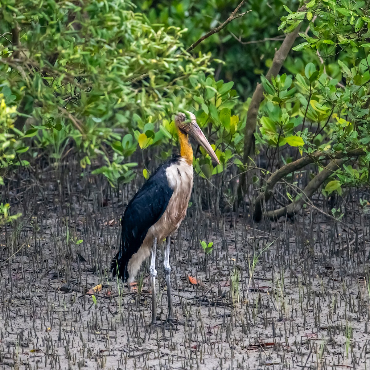 Lesser Adjutant - Leela Hemachand Gera