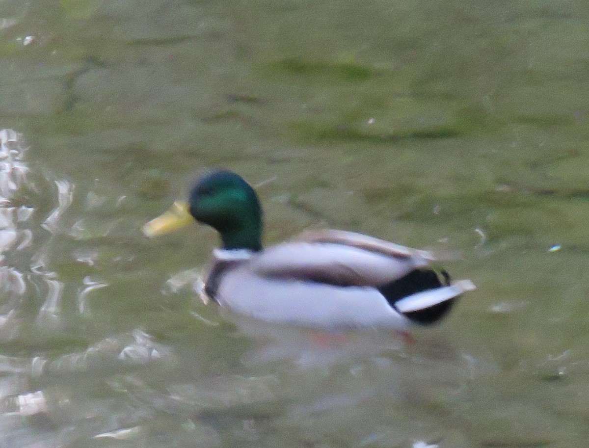 Canard colvert - ML610196042