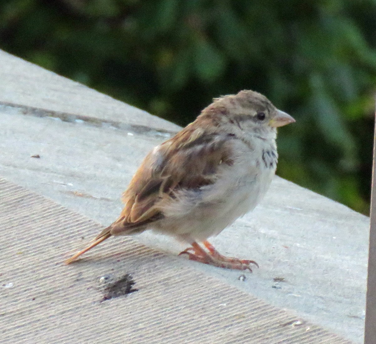 House Sparrow - ML610196045