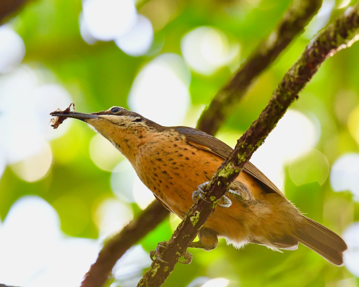 Victoria's Riflebird - Steven Morris