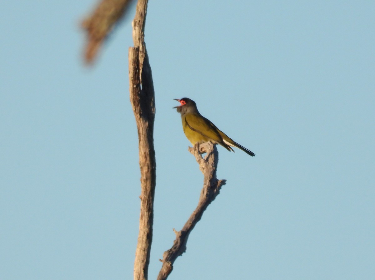 Australasian Figbird - ML610196101