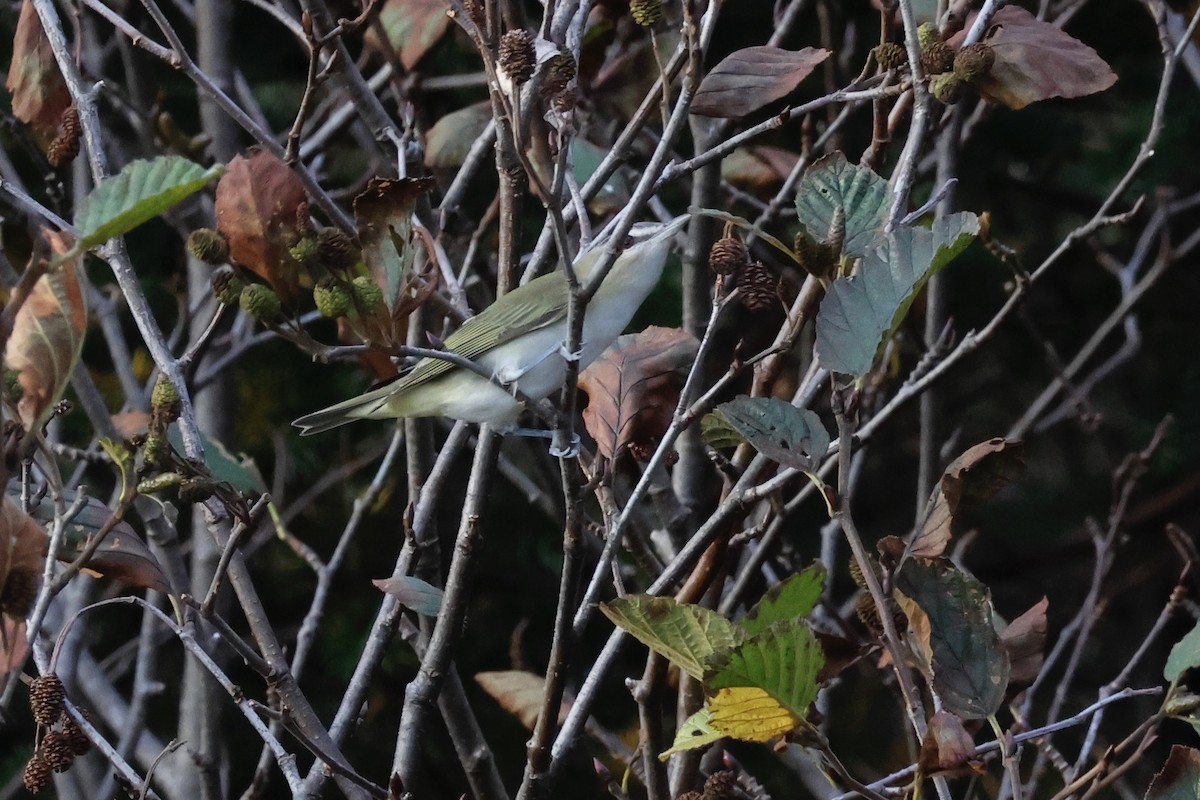 Red-eyed Vireo - Alison Mews
