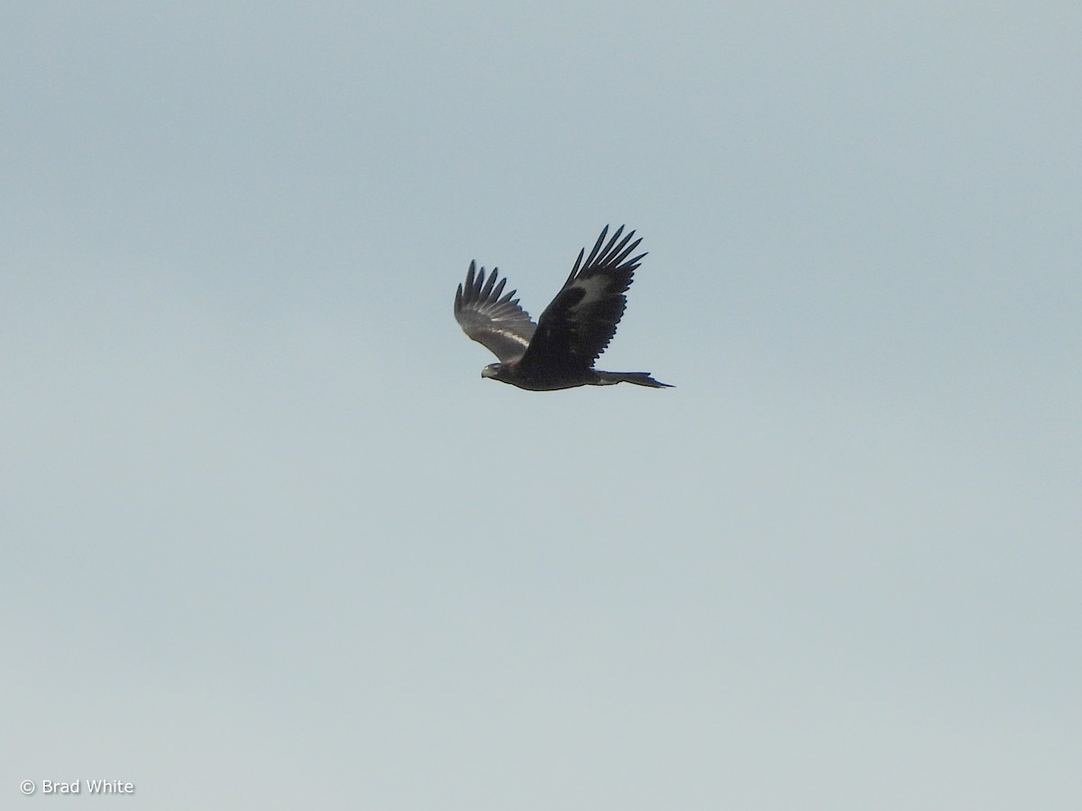 Wedge-tailed Eagle - ML610196271