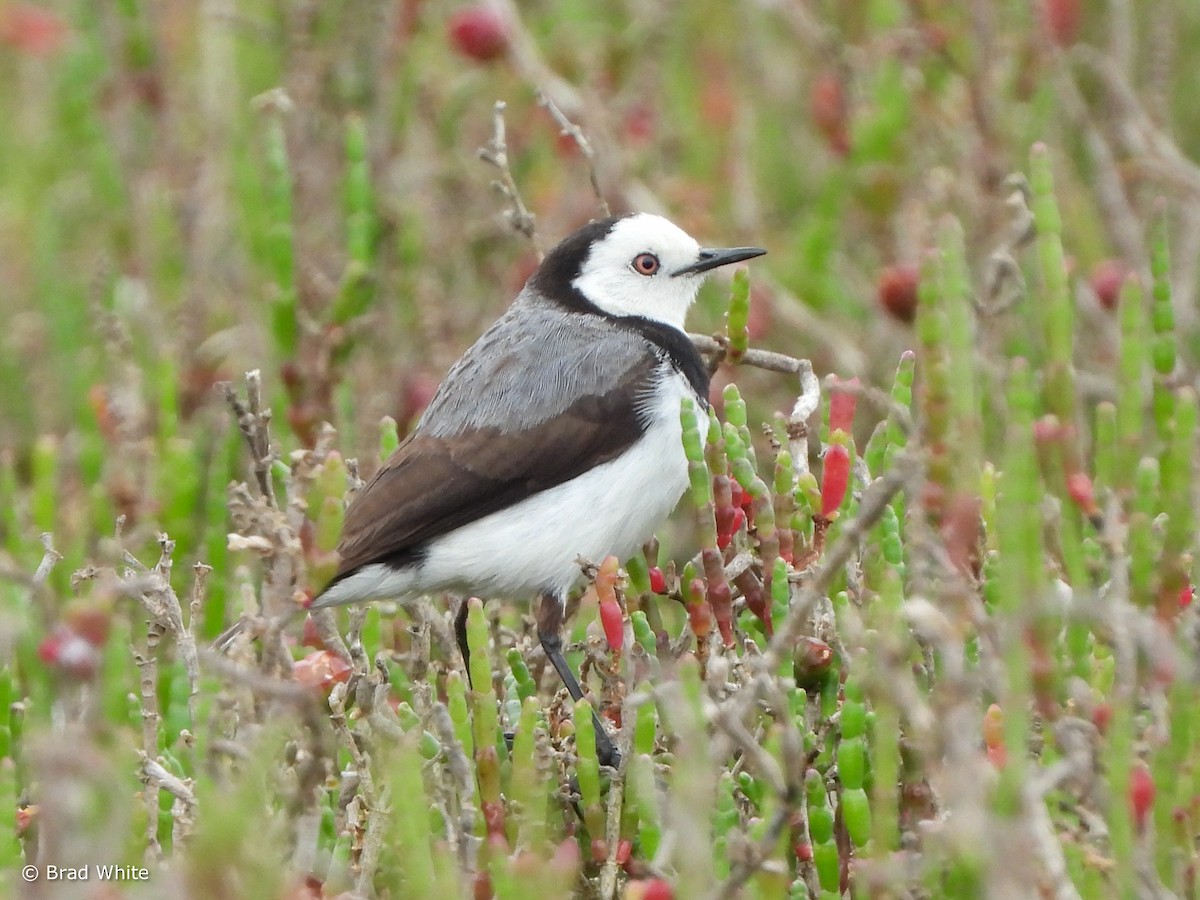 White-fronted Chat - ML610196278
